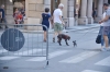 Turin Italy Street Photo - Torino agosto 2015