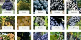 Самое лучшее итальянское вино в Пьемонте Вина Пьемонта полный список Лучшие итальянские вина подвалы