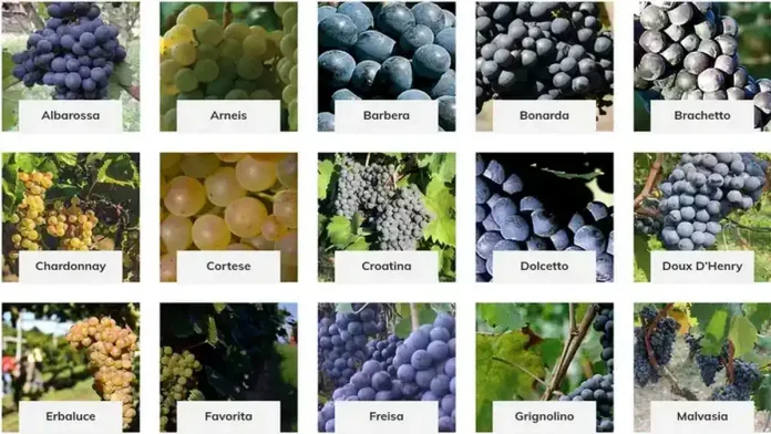 Вина Пьемонта полный список Лучшие итальянские вина подвалы