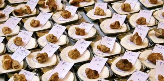 Таинственные ароматы Альбы: Рынок и Фестиваль Трюфелей в Италии Пьемонт и рынок трюфелей в Италии Альба