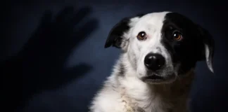 Манифестация в защиту животных в Турине: что требовали участники и как это было в 2011 году Защита прав животных в Италии