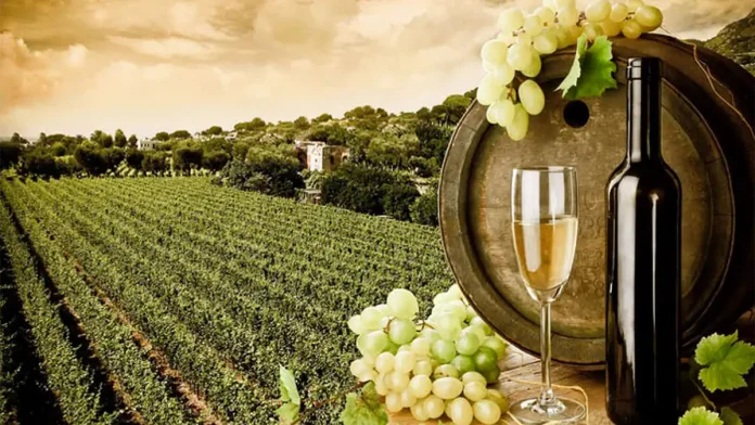 Белые вина Пьемонта - Пьемонт славится не только красными винами, но и белыми