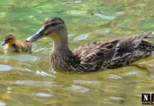 Семья уток поселилась в фонтане Турина смотреть фото и видео Утки Линготто