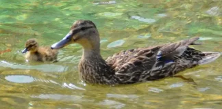 Семья уток поселилась в фонтане Турина смотреть фото и видео Утки Линготто