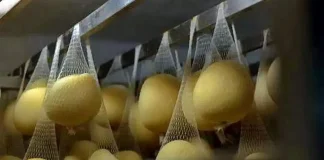 Сырный фестиваль в Италии. Фестиваль сыра в Бра Турин Итальянские сыры Фестиваль сыра в Бра Турин