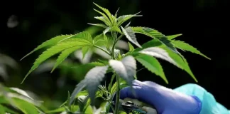 Турин первый город по легализации марихуаны в Италии Легализация марихуаны в Италии - Турин первый город