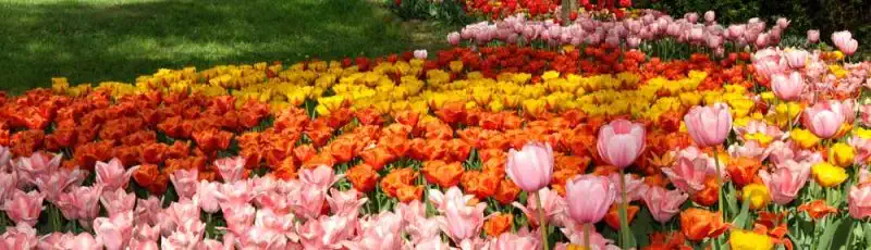 Парк тюльпанов в Пьемонте и Турине