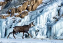 Гран Парадизо уникальный Большой рай в Альпах: парк Gran Paradiso Откройте для себя уникальный Большой рай в Альпах: парк Gran Paradiso