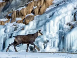 Откройте для себя уникальный Большой рай в Альпах: парк Gran Paradiso