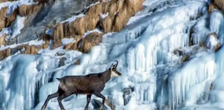 Гран Парадизо уникальный Большой рай в Альпах: парк Gran Paradiso Откройте для себя уникальный Большой рай в Альпах: парк Gran Paradiso