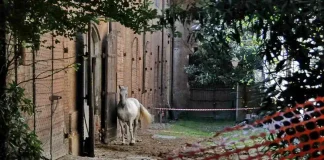 Будущее Королевских конюшен в Турине под вопросом из-за планов на строительство торгового центра Cavallerizza Reale - Исчезающие достопримечательности Турина.