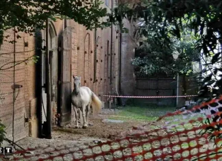 Будущее Королевских конюшен в Турине под вопросом из-за планов на строительство торгового центра Cavallerizza Reale - Исчезающие достопримечательности Турина.