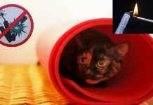 Турин вводит запрет на петарды и фейерверки во время Нового года В Турине запретили взрывы петард на Новый год