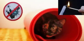 Турин вводит запрет на петарды и фейерверки во время Нового года В Турине запретили взрывы петард на Новый год