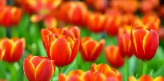 Цветочное великолепие: Фестиваль тюльпанов в замке Пралормо, Пьемонт Фестиваль тюльпанов в Турине Пралормо Пьемонт