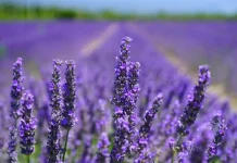 Лучшие мероприятия Турина в марте 2019 года Лавандовые поля близ Турина в Пьемонте