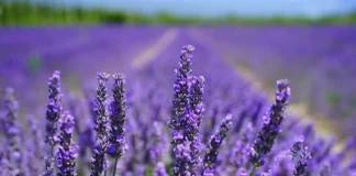 Лавандовые поля в окрестностях Турина Лавандовые поля близ Турина в Пьемонте