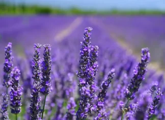 Лавандовые поля рядом с Турином: где искать «пьемонтский Прованс» и когда ехать Лавандовые поля близ Турина в Пьемонте