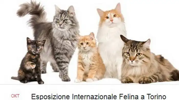 Выставка кошек в Турине