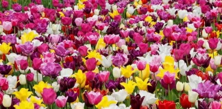 Весенние фестивали цветов в Италии: Калейдоскоп красок и ароматов в Пьемонте