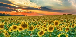 Подсолнечный сезон в Италии Пьемонт: Объятия Солнца на Земле Среди Полей Подсолнухов Поля подсолнухов в Италии шоу теплых и золотых цветов лета в Пьемонте