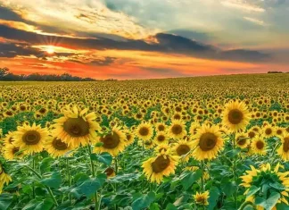 Подсолнечный сезон в Италии Пьемонт: Объятия Солнца на Земле Среди Полей Подсолнухов Поля подсолнухов в Италии шоу теплых и золотых цветов лета в Пьемонте