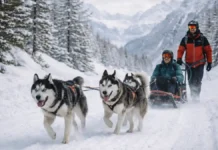 Катание на собачьих упряжках в Пьемонте: где попробовать, сколько стоит и как подготовиться Катание на собачьих упряжках в Пьемонте зимой - упряжка хаски в Альпах Снежная тропа в Альпах Пьемонта, упряжка хаски и участники в зимней экипировке, ощущение скорости и приключения.