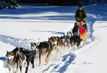 Катание на собачьих упряжках в Пьемонте Катание на собачьих упряжках в Пьемонте Турин