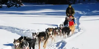Катание на собачьих упряжках в Пьемонте Катание на собачьих упряжках в Пьемонте Турин