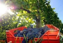 Турин в сентябре 2022 онлайн путеводитель по Турину в первый месяц осени Турин в сентябре 2022 года Винодельни Пьемонта осенью 2022