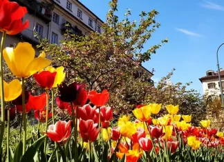 Встречаем весну в Турине в марте 2023: Гид по мероприятиям и празднованию Дня женщин Турин в марте 2023, все события столицы Пьемонта
