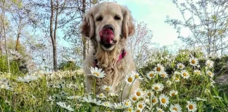 Законодательство Италии о собаках Законодательство Италии о собаках: что нужно знать владельцам