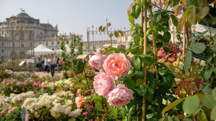 В мае в замке Ступиниджи проходит традиционная Выставка роз