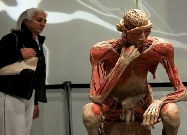 Турин выставка человеческого тела