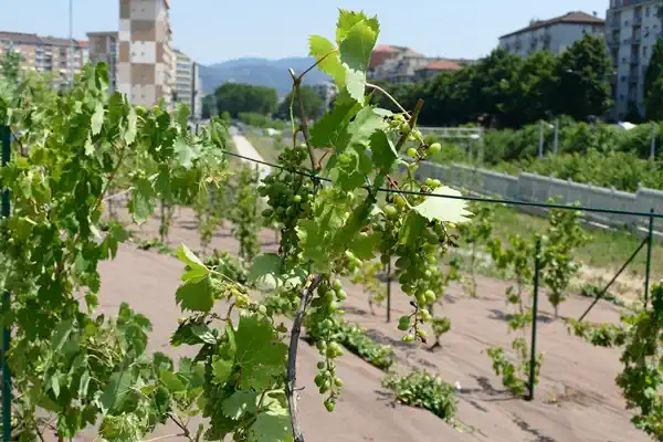 Посетители могут исследовать коллективный огород и уникальный виноградник