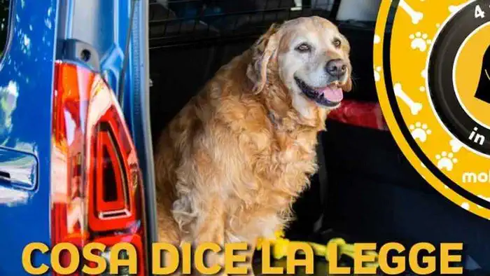 Законодательство Италии о собаках: что нужно знать владельцам