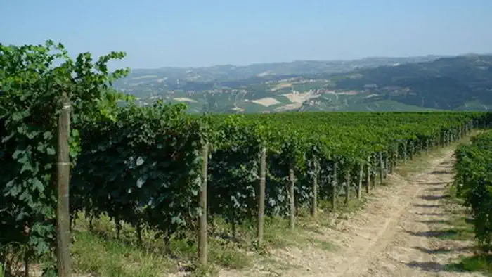 Погрузитесь в мир итальянского виноделия с турами по Ланге и Монферрато. Откройте секреты лучших вин Пьемонта и насладитесь эксклюзивными дегустациями и фотопрогулками в сердце Италии.