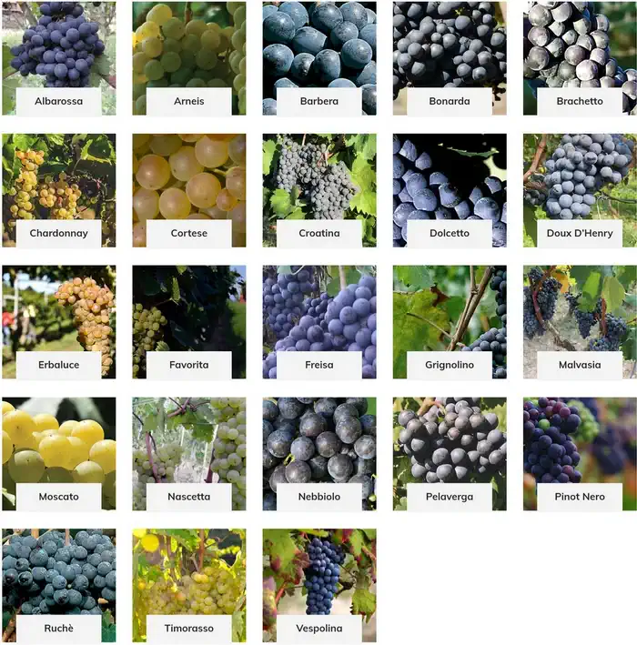 Сорта винограда Пьемонта Vitigni