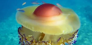 Медуза-глазунья в Средиземном море: влияние на экосистему и безопасность для человека Медуза-яичница в Италии: что это такое, чем она опасна и как её распознать