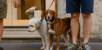 Италия для животных: почему Милан и Турин считают самыми pet friendly городами Милан и Турин самые pet friendly города Италии Владельцы собак гуляют в городском парке в Турине. Современная городская среда, зоны для собак, pet friendly атмосфера