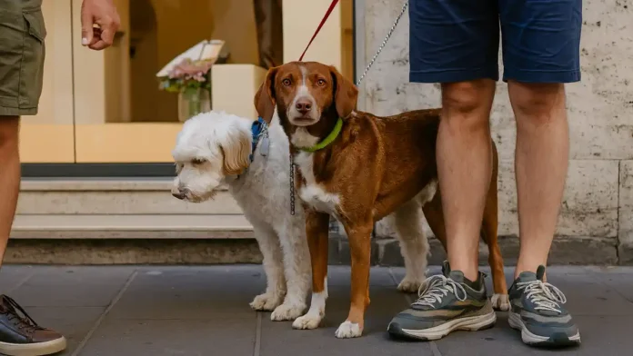 Милан и Турин самые pet friendly города Италии Владельцы собак гуляют в городском парке в Турине. Современная городская среда, зоны для собак, pet friendly атмосфера