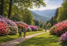 Parco Burcina (заповедник «Феличе Пьяченца»): когда ехать, что смотреть и как попасть Parco Burcina Felice Piacenza в Пьемонте, цветение рододендронов Панорамный вид на лужайки и цветущие кусты рододендронов в Parco Burcina, мягкий весенний свет